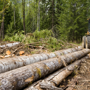 grants-pass-land-clearing-hauling